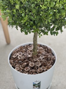 SL0092　インテリアグリーン「ツゲのトピアリー ガーデンM」