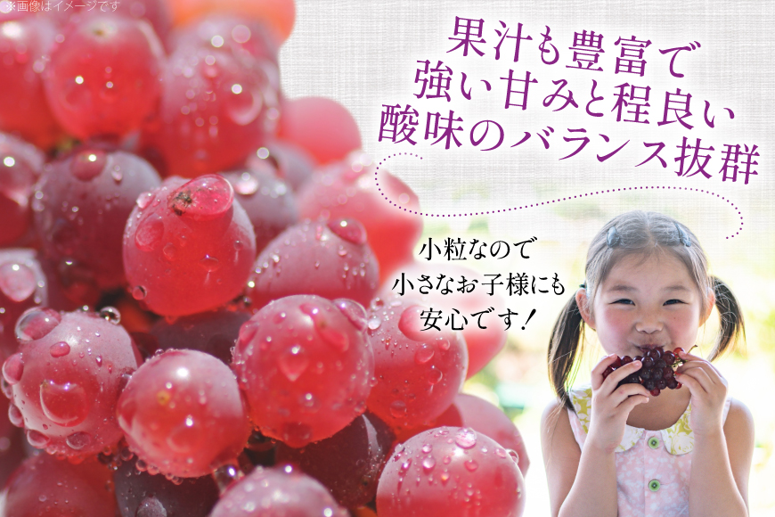 【期間限定発送】 家庭用 訳あり デラウェア 8〜12房 約1kg [いわた果樹園 山形県 高畠町 tk06ayt400006] ぶどう 種無し ブドウ 葡萄 くだもの 果物 フルーツ 産地直送 農家