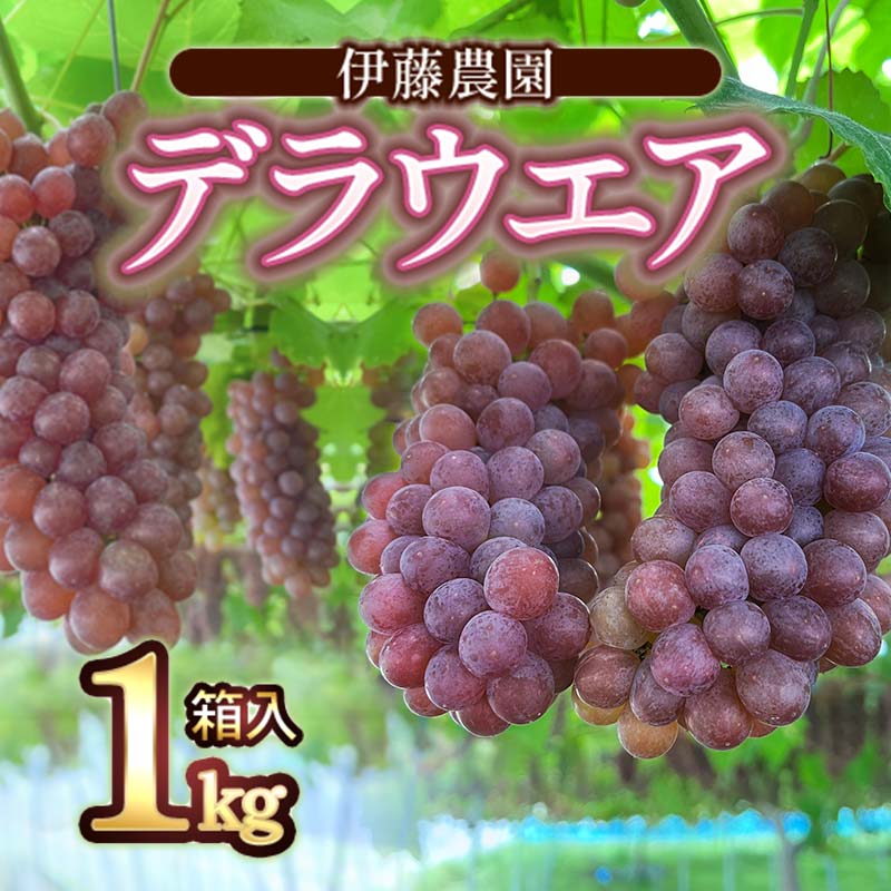 【ふるさと納税】【令和7年産先行予約】 デラウェア 1kg箱入（5〜7房） 山形県鶴岡産 伊藤農園