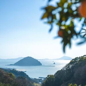 【2026年12月上旬頃から順次発送】訳あり あいか28号 家庭用 ５kg ｜産地直送 国産 柑橘 期間限定 数量限定 ご当地 愛媛県 松山市【OCF003】
