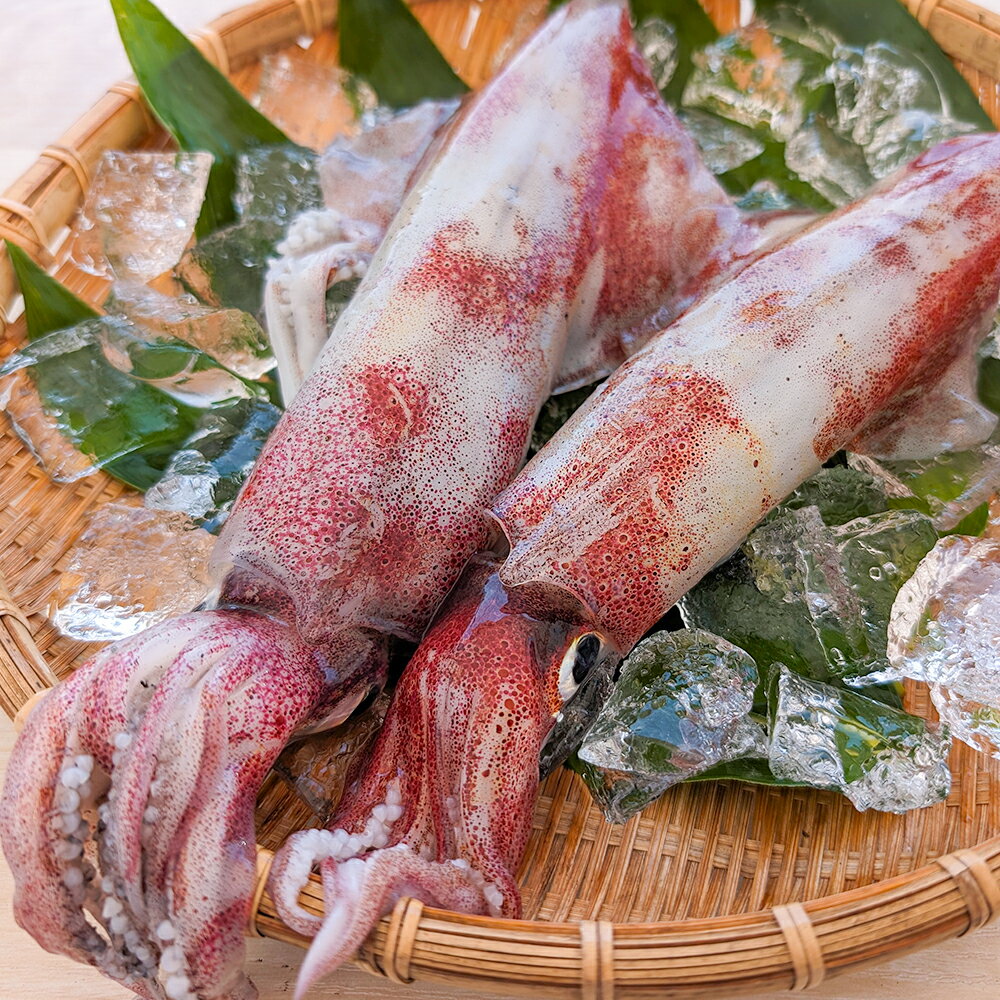 【ふるさと納税】【便利な個包装】高級 朝とれ白いか 2杯 セット（2杯×300～400g）700g前後 白イカ イカ いか 刺身 刺し身 魚介 魚介類 お取り寄せ 個包装 冷凍 高鮮度3D凍結 兵庫県 新温泉町 送料無料