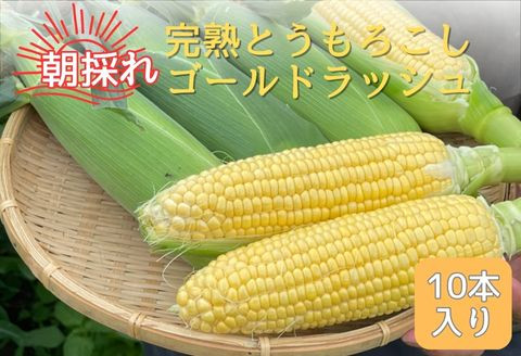 
完熟とうもろこし(ゴールドラッシュ)10本
