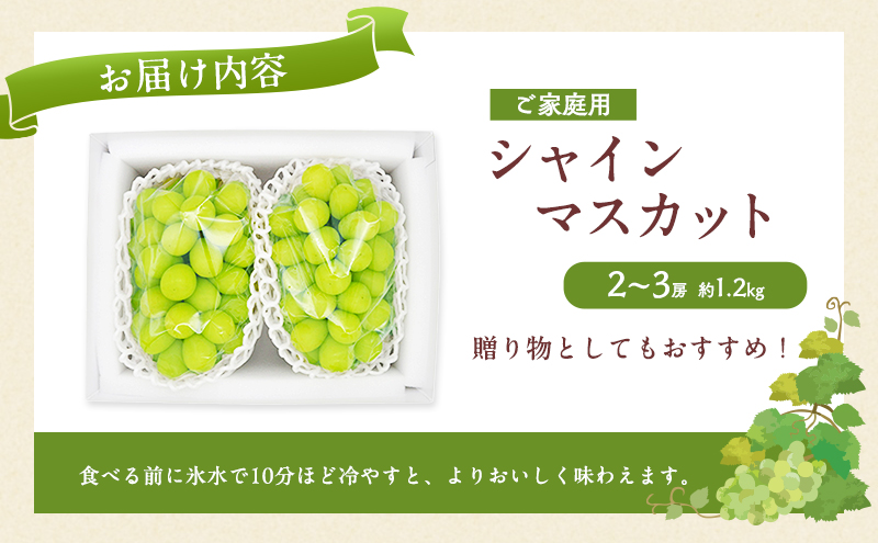 ぶどう 2025年 先行予約 ご家庭用 シャイン マスカット 約1.2kg 2～3房 ブドウ 葡萄 岡山県産 国産 フルーツ 果物 直送！せとうちバスケット 