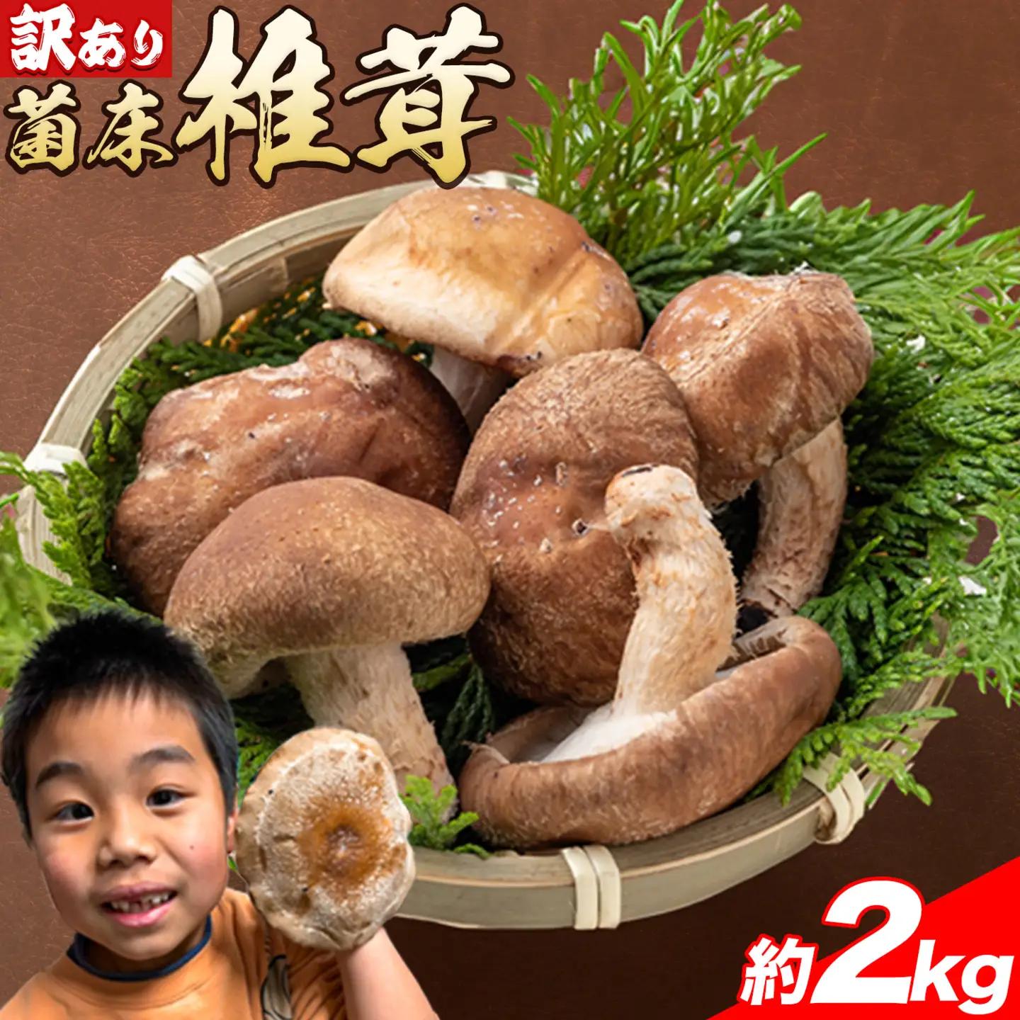 訳あり 菌床 椎茸 2kg (サイズ未選別・不揃い) motochi農園 岩手県九戸村