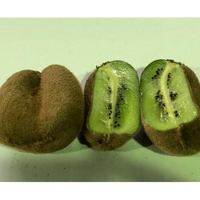 ふるさと納税 さぬき市 訳あり香緑キウイ　約1.5kg