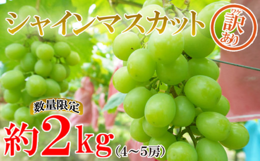 
【数量限定】【訳あり】シャインマスカット 約2kg 4~5房 ぶどう 季節 フルーツ 果物 愛媛県 愛南町
