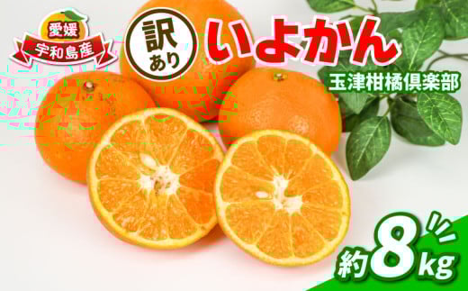 訳あり いよかん 8kg 玉津柑橘倶楽部 伊予柑 甘い ジューシー プリプリ 果物 くだもの フルーツ 柑橘 みかん mikan 蜜柑 愛媛蜜柑 愛媛みかん 愛媛ミカン ミカン 訳アリ 訳あり品 訳有り わけあり サイズ 不揃い 産地直送 数量限定 国産 愛媛 愛媛県産 宇和島 B010-072032