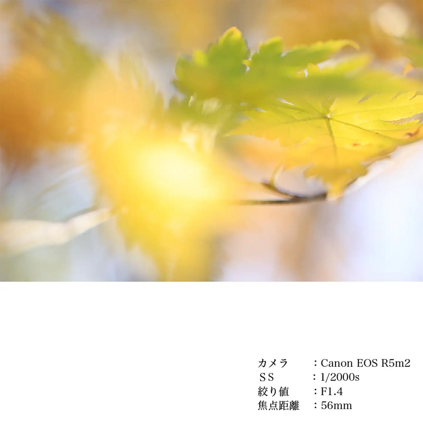 SIGMA 56mm F1.4 DC DN | Contemporary【ニコンZマウント】