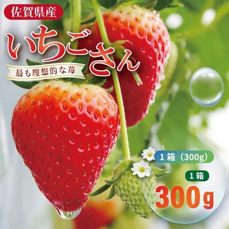 【先行予約】令和9年2月上旬頃出荷開始  いちごさん 1箱セット（300g）ふるかわ農園 苺 いちご 果物 A060-020