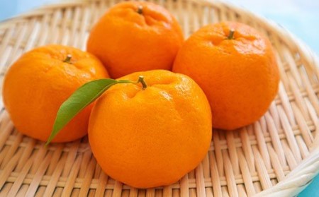 S053-004A_天草産 ぽんかん(サンゴールド)5kg〈先行受付〉 / ポンカン 柑橘 みかん フルーツ