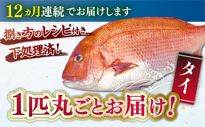【全12回定期便】タイ 平戸なつ香 約2kg 【坂野水産】 [KAA478]