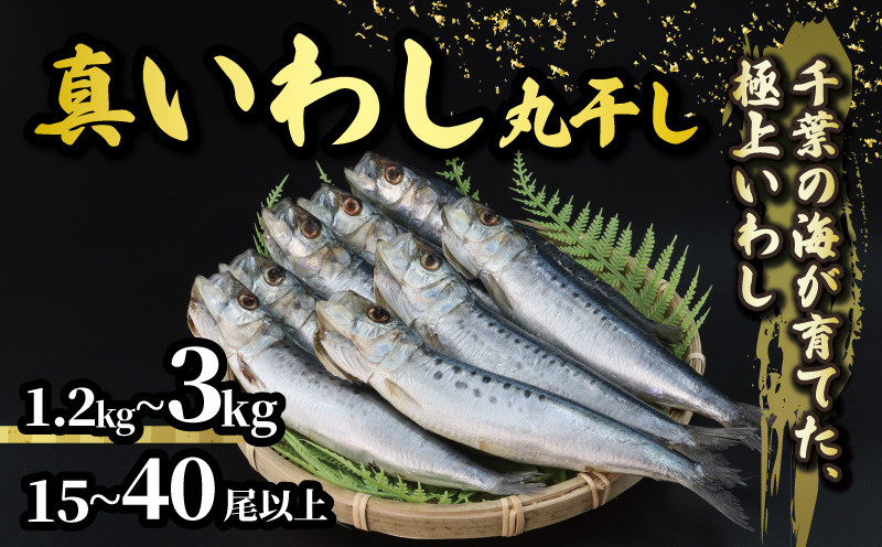 
            ＼最短7営業日以内発送／ いわし 丸干し 選べる 容量 約 1.2kg 3kg 15尾以上 40尾以上 国産 千葉県産 イワシ スピード発送 冷凍 鰯 簡単調理 手軽 料理 和食 おすすめ ご飯 の お供 おかず 惣菜 お弁当 おつまみ 珍味 酒 ビール 日本酒 焼酎 に合う 夕食 食卓 人気 魚 海鮮 水産 水産加工品 千葉県 旭市 有限会社井上商店 ius
          