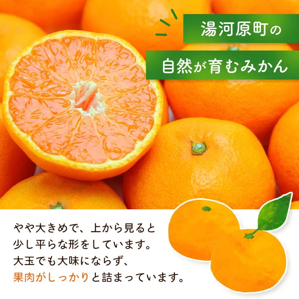 大津みかん10kg | 湯河原町 湯河原発祥 みかん 柑橘 旬 大津4号 10kg フルーツ