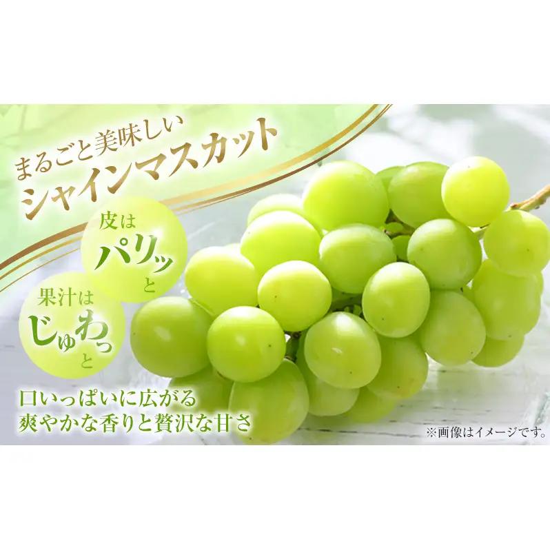 2026年 ぶどう 訳あり よくばり定期便 9月と10月の2回コース 総計 4kg 【1回目ニューピオーネ 2kg 9月中旬発送】 【2回目シャインマスカット 2kg 10月中旬発送】 岡山県高梁市産