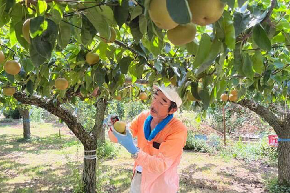 【先行受付】男鹿梨 「伊藤梨園」の豊水 梨 約5kg 2L～3L 14～16玉 秋田県 男鹿市 旬の果物 2026年9月下旬以降出荷