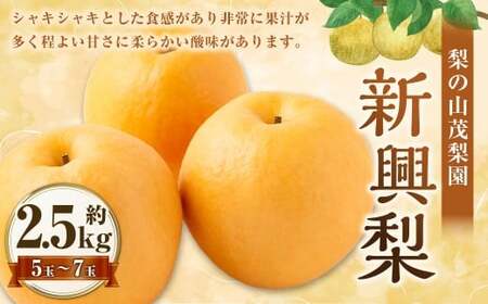 【先行予約】 梨の山茂梨園 新興梨 5玉から7玉（約2.5kg）【2026年10月上旬～11月上旬発送予定】 梨 なし ナシ 果物 くだもの フルーツ 果実 果汁 5玉 7玉