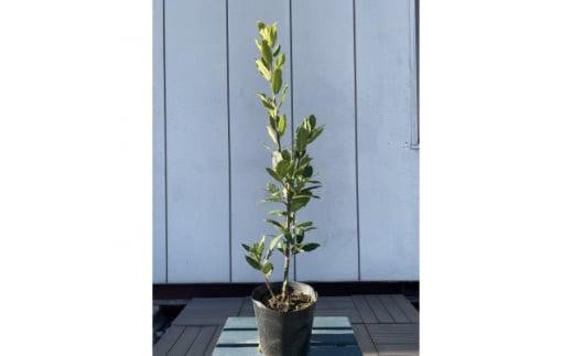 月桂樹(ゲッケイジュ) 育てやすい常緑樹 〈プラス樹〉