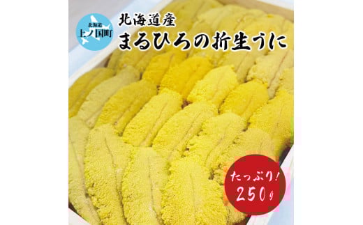 【2025年発送】まるひろ橘水産の折生うに（約250g）