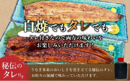 ひじりうなぎ白焼き 2尾 300g(秘伝のタレ付き) /ふるさと納税 佐賀 うなぎ 鰻 蒲焼 大町 贈答 ギフト 贈り物【19ui-0004】