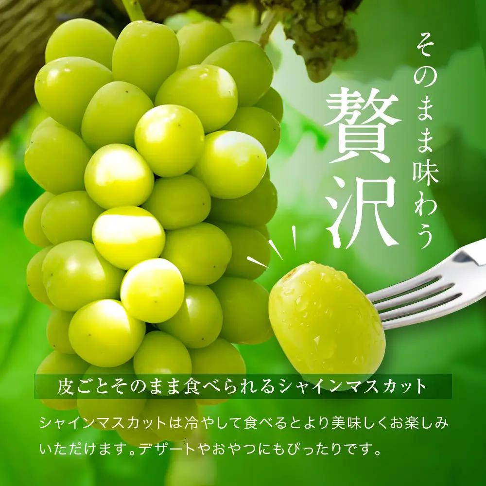 家庭用 シャインマスカット 2～3房 合計1.6kg以上 産地直送 朝採れ ぶどう 葡萄  岡山 Kawahara Green Farm 2026年 | シャインマスカット