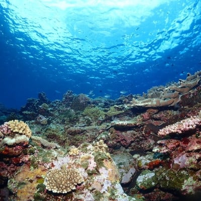 
                  伊是名島を満喫!ファンダイビング利用券(1日3ダイブ)&宿泊券(1泊2日2食付き) 大人1名【1707035】
                