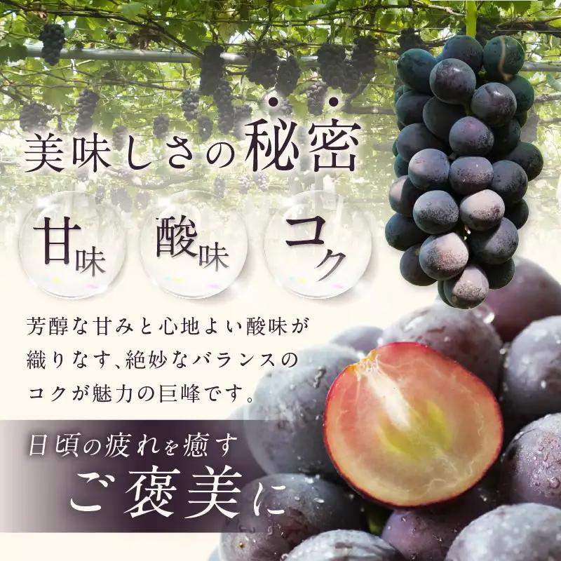 【先行予約】【2026年8月発送】東浦町産 種なし巨峰（約1kg）｜ぶどう フルーツ 