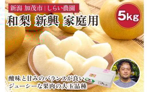 【2025年先行予約】しらい農園の和梨 新興 家庭用5kg（6〜16玉）《10月下旬から順次発送》 果実 フルーツ  訳あり 甘くてジューシーな梨 なし 新興 しんこう 加茂市 しらい農園