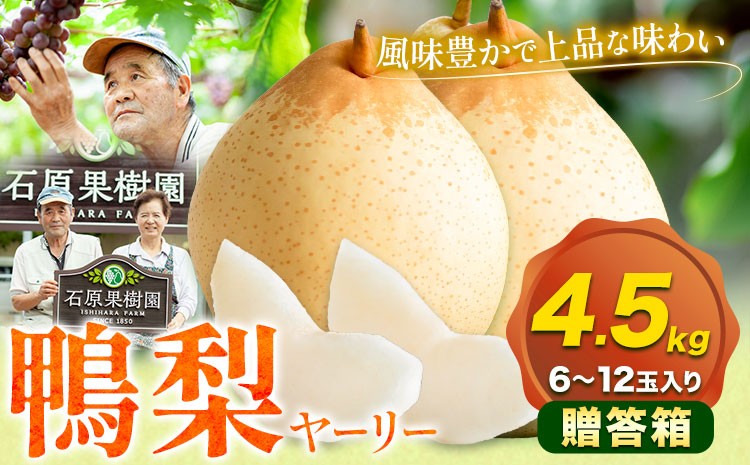 
                  【先行予約】梨 なし 鴨梨 ヤーリー 贈答箱 4.5kg(6~12玉入り) 石原果樹園 《11月中旬-12月下旬頃出荷》岡山県 浅口市 果物 フルーツ お取り寄せ お取り寄せフルーツ 送料無料
                