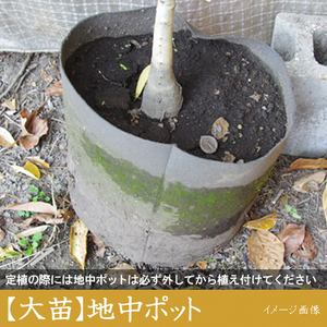 ＜すだ農園＞大苗 ◆ ナツメ(棗)[地中ポット苗]《果樹 果樹苗 落葉樹 苗木 育てやすい シンボルツリー》 ※2024年11月中旬～2025年4月末頃に順次発送予定 ※北海道・沖縄・離島への発送不可