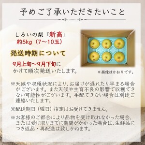 【今秋収穫分予約受付】新高 5kg 7～10玉 しろいの梨 JA西印旛農産物直売所やおぱぁく