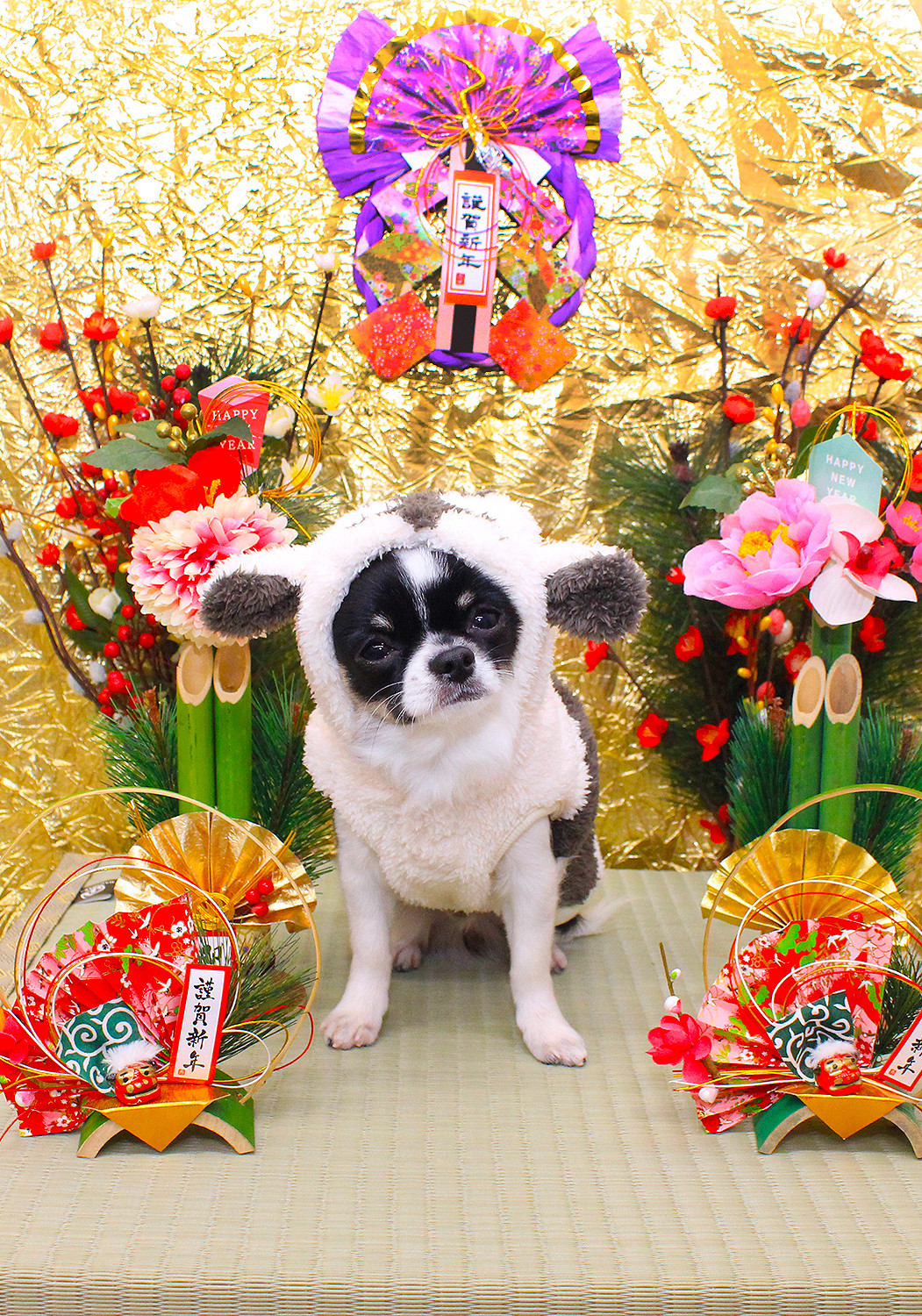 トリミング＆写真撮影利用補助券　1500円分【 犬 猫 ドッグ キャット ねこちゃん わんちゃん ワンちゃん ペットトリミング チケット 】