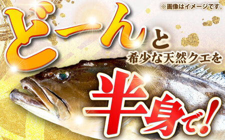 天然クエ（一本丸ものサイズ 3キロ台・半身） [JBS095] 140000 140000円 14万円 冷蔵配送 九州