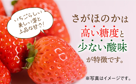 【先行予約】【全4回定期便】交互にお届け！恋みのり・さがほのか  220g×2パック×4回 / イチゴ 苺 フルーツ 果物 / 佐賀県 / 鐘ヶ江農園 [41ASBK002]