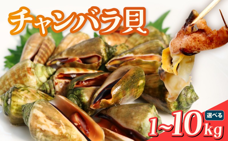 
                  選べる チャンバラ貝 貝 珍味 マガキ貝 天然 素潜り漁 郷土料理 皿鉢 コリコリ食感 甘み 生食 茹でる 冷凍保存 希少 レア 高知県 宿毛市 ふるさと納税 返礼品 グルメ 海鮮 魚介類 貝類 新鮮 美味 旬  特産品 名物 地元 お取り寄せ 
                