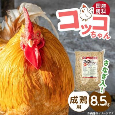 ふるさと納税 久留米市 コッコちゃん 成鶏用 さなぎ入 8.5kg(久留米市)