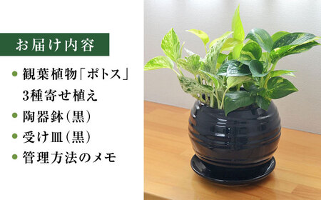 観葉植物 ポトス オウゴンカズラ 3種 寄せ植え ボール形 陶器 鉢植え （黒）/観葉 鉢 植物 インテリア おしゃれ プレゼン/大村市/琴花園[ACYK036]