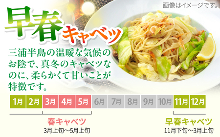 【先行予約】よこすか 早春キャベツ 8玉入り  キャベツ きゃべつ 早春キャベツ 早春きゃべつ 野菜 きゃべつ 野菜 【JAよこすか葉山】 [AKFO006] 7000円 7千円