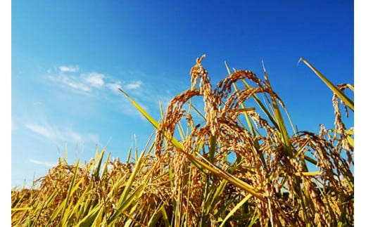 【令和7年産・玄米5kg】特別栽培米　BBT米（五郎兵衛米） 〈2025年9月中旬頃～順次発送〉 先行予約　新米　信州　こしひかり【 長野県 佐久市 】