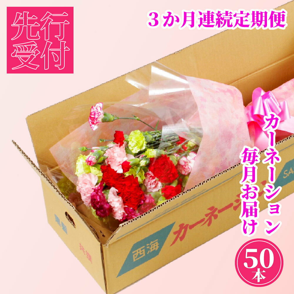【ふるさと納税】 カーネーション 定期便 全3回 鮮度が自慢 切り花50本 箱詰め 花農家直送 国産カーネーション 花もち 母の日 プレゼント ギフト 生花 切花 花のある暮らし 西九州させぼ地域商社