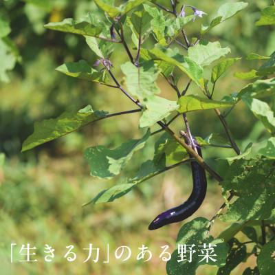 ふるさと納税 掛川市 しあわせ野菜畑の有機野菜　Lセット　(安心の有機JAS認証　旬のオーガニック野菜　農場直送便) |  | 03