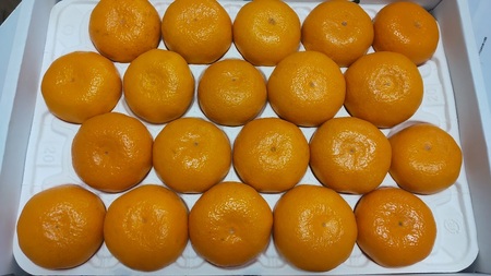 熟成みかん『極旨』2箱【配送不可地域あり】※離島 《2月初旬-2月末頃出荷予定》