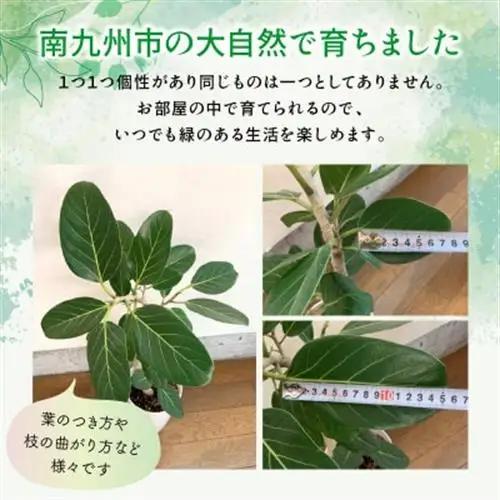 観葉植物 ベンガレンシス7号サイズ1鉢【1768170】