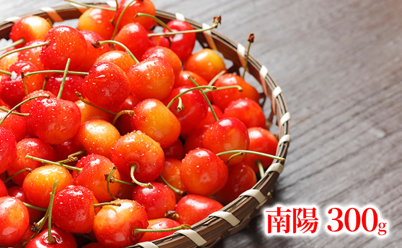 北海道 仁木町産 さくらんぼ 南陽 300g (300g×1パック) Lサイズ以上 厳選品  旬 桜桃 産地直送 サクランボ チェリー フルーツ 果物 果物類 ギフト 仁木町 仁木 [松山商店]