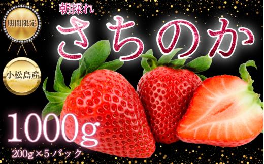 【2026年2月中旬順次発送】　さちのか いちご 1kg（200g×5） 苺 イチゴ ストロベリー strawberry フルーツ 果物 旬 数量限定 期間限定 産地直送 ichigo 小松島市