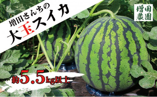 【先行予約】増田さんちの大玉スイカ 1玉 約5.5kg ※2026年6月～発送 | すいか スイカ 大玉 甘い 常総市
