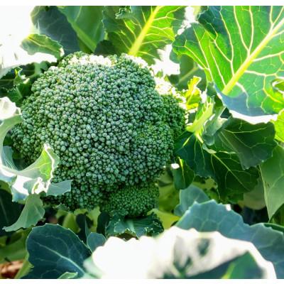 ふるさと納税 鞍手町 農家直送 冷凍カットブロッコリー1kg(200g×5袋) |  | 01