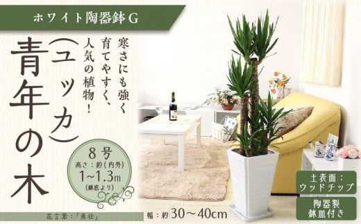 《先行予約》【観葉植物】青年の木(ユッカ) 8号 ホワイト陶器鉢G 土の表面：ウッドチップ ｜観葉植物 インテリア 部屋 おしゃれ 福岡県筑前町 送料無料