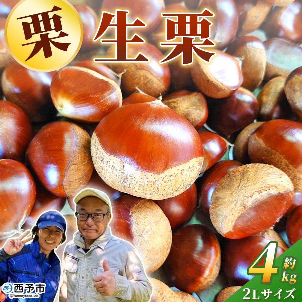 ＜生栗 2Lサイズ（約4kg）＞甘い 栗 マロン くり 和栗 栗ごはん モンブラン 栗きんとん 栗まんじゅう 甘露煮 スイーツ ケーキ 洋菓子 和菓子 お菓子 秋 味覚 産地直送 城川ファクトリー 愛