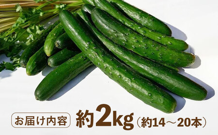 朝採り新鮮きゅうり 約2kg（約14～20本）/株式会社 y’s company[UDX001]