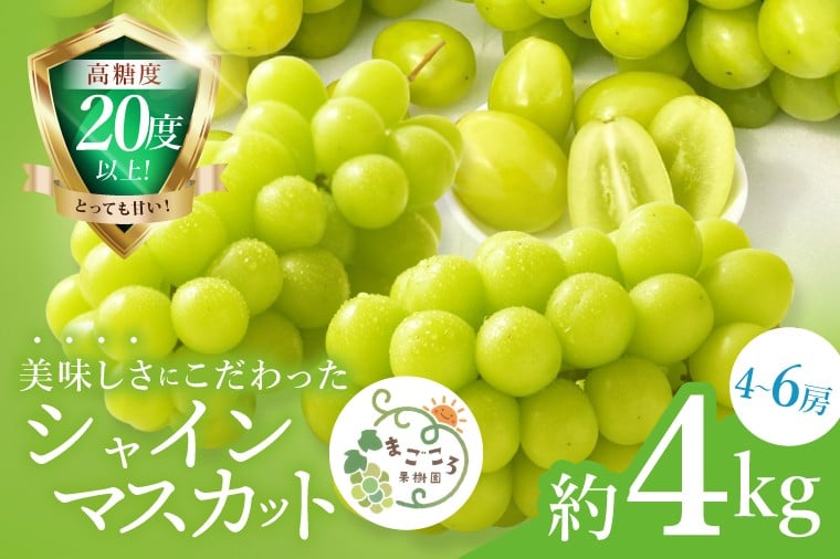 
            【2026年9月中旬より順次発送】令和7年度 茨城県生産力向上共励会 特別賞受賞！糖度約20～22度！美味しさにこだわったシャインマスカット（約4000g）4～6房  化学肥料不使用 農家直送【葡萄 ぶどう マスカット フルーツ 果物 くだもの 水戸市 水戸 茨城県】（GG-27）
          